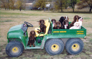 Hunting Cockers, Field Trials Glencoe Farm & Kennels, Our dogs