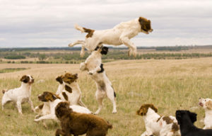 English Cocker spaniels at Glencoe Farm & Kennels