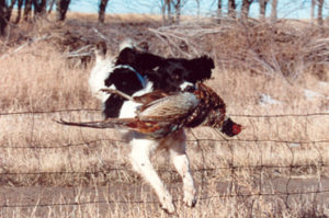 Kesh, a hunting english cocker with pheasant