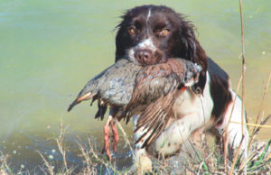 training hunting dogs for quail and pheasant, english cocker spaniels