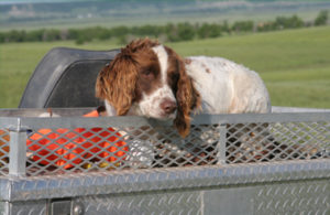 Healthy hunting dogs, English Cocker spaniels in North Dakota get regular veterinary care