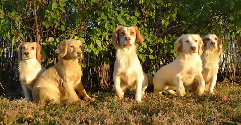 Breeding Quality Working Cockers and Springers