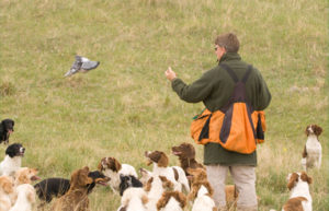 English cocker spaniels, hunting pigeon at Glencoe Farm & Kennels training