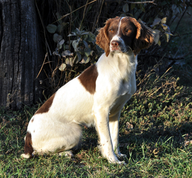 Charley, Glencoe Kennels Results 2017, Glencoe Kennel hunting dogs Cockers and Springers