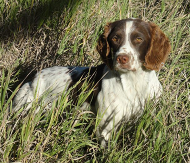 Doc, Glencoe Kennel hunting dogs Cockers and Springers