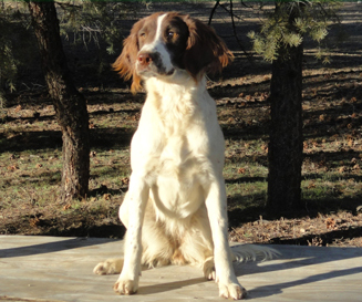 Ever, Glencoe Kennel hunting dogs Cockers and Springers