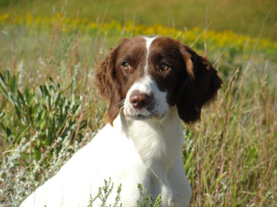 Irish, Glencoe Kennels Results 2017, Glencoe Kennel hunting dogs Cockers and Springers