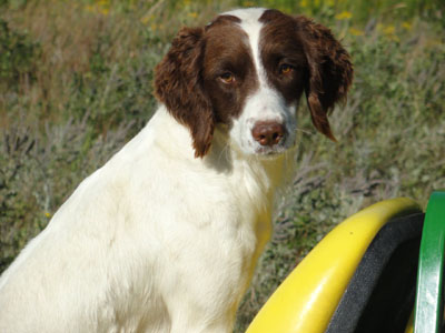 Karma, Glencoe Kennel hunting dogs Cockers and Springers