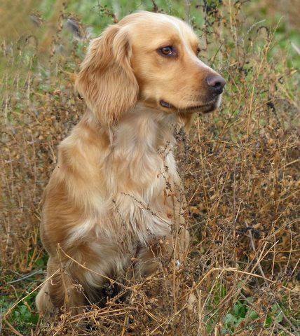 Kase, Glencoe Kennels Results 2017, Glencoe Kennel hunting dogs Cockers and Springers