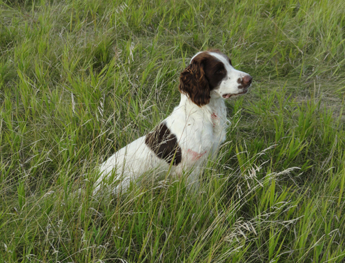 Sammy, Glencoe Kennels Results 2017, Glencoe Kennel hunting dogs Cockers and Springers