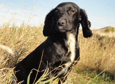 Shiva, Glencoe Kennels Results 2017,Glencoe Kennel hunting dogs Cockers and Springers