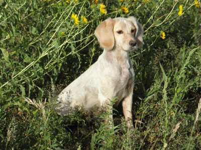 Glencoe Kennels Results 2017, Sizzle, Glencoe Kennel hunting dogs Cockers and Springers