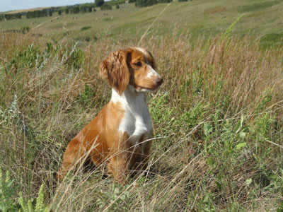 Tullandaly (Tully), Glencoe Kennels Results 2017, Glencoe Kennel hunting dogs Cockers and Springers