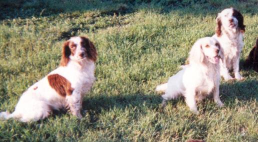 Freckles, Natchez & Brit in North Dakota 