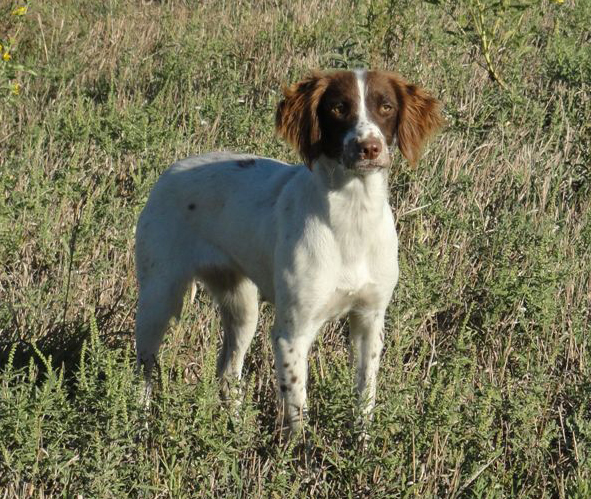 Glencoe dog susie