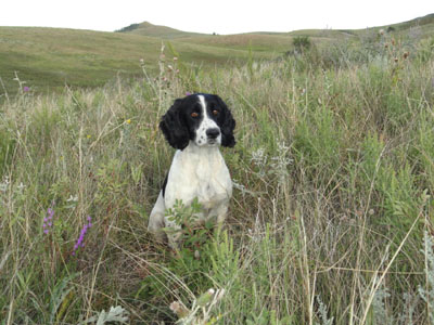 Tui, Glencoe Kennel hunting dogs Cockers and Springers