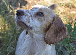 Ty, Glencoe Kennels Results 2017, Glencoe Kennel hunting dogs Cockers and Springers