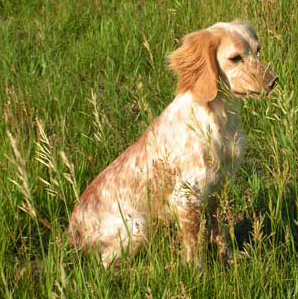 Bismarck, one of our dogs at Glencoe Farm & Kennels