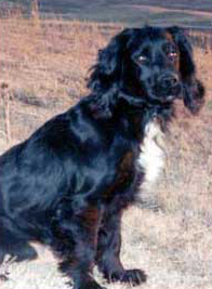 Bodi, Glencoe Kennel hunting dog