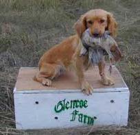 Contact Glencoe Farms about hunting dogs and training