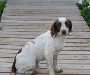 Rugby english spaniel