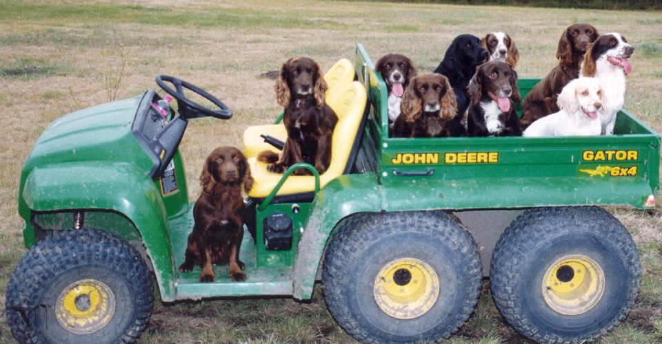 Glencoe Dogs 1998